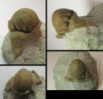 глабель Pseudosphaerexochus sp.