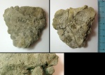 известковая губка Stellispongia sp., Крым, юра известковая губка Stellispongia sp., Крым, юра