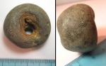 известковая губка Stellispongia sp.