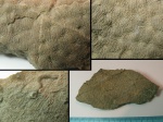 Dimorphastraea micropora