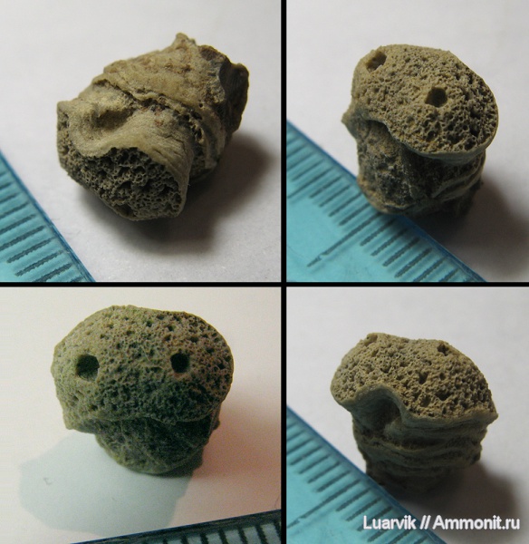 Porifera, Epitheles, Calcarea