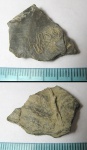 Serpulidae