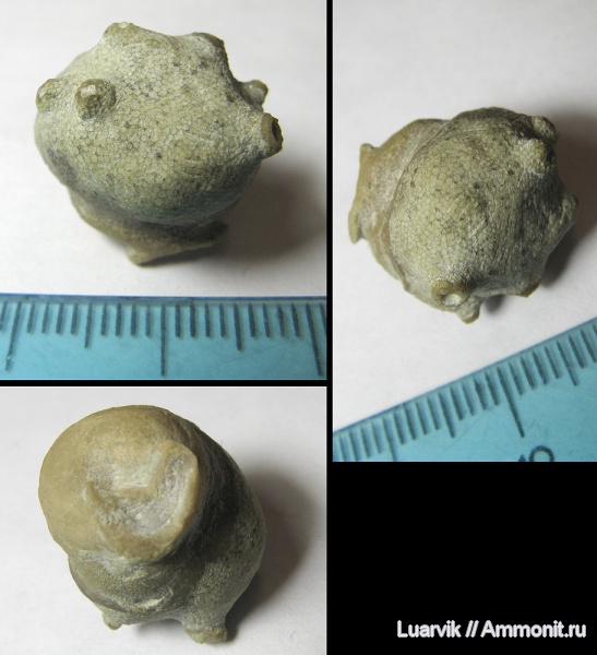 Bryozoa