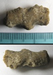 Dactylocoenia digitata Dactylocoenia digitata
