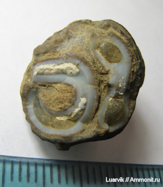 Serpula, Serpulidae