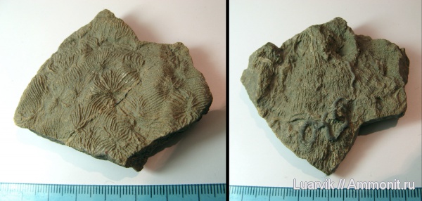 Serpulidae, Thamnasteria, Scleractinia