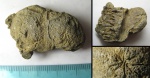 известковая губка Stellispongia sp., Крым, юра (5) известковая губка Stellispongia sp., Крым, юра (5)