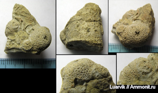 Porifera, Calcarea