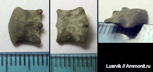 ?, Asteroidea