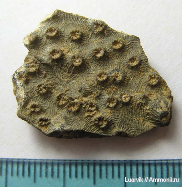 Scleractinia, Diplocaenia