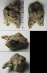 Erinocystis sculpta Jaekel, 1899