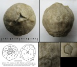 Hemicosmites pyriformis von Buch, 1840