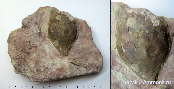 Eocrinoidea, Bockia