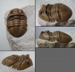очередной Asaphus lepidurus