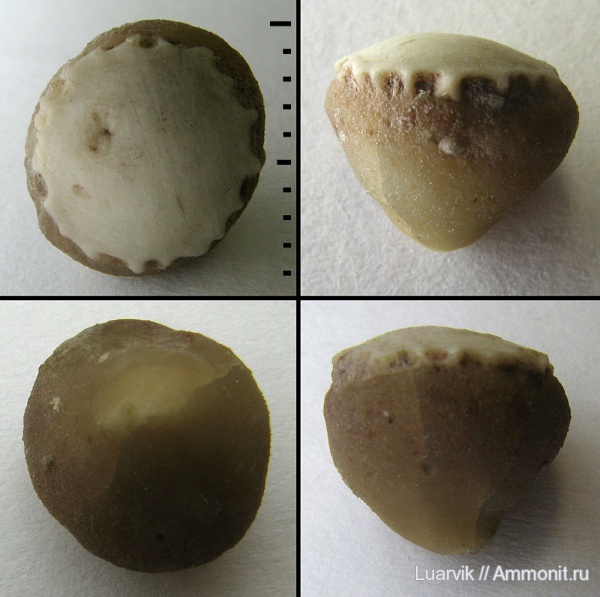 Bolboporites, обрастание, Eocrinoidea, Epizoans
