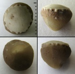 Bolboporites sp. с прижизненным водорослевым обрастанием