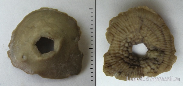 Crinoidea, holdfast