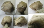 Echinoencrinites cf. laevigatus Jaekel, 1899 Echinoencrinites cf. laevigatus Jaekel, 1899