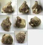 Erinocystis sculpta Jaekel, 1899