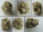 Echinoencrinites angulosus var. compta Jaekel, 1899 Echinoencrinites angulosus var. compta Jaekel, 1899