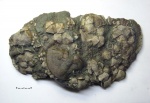 Танатоценоз Echinoencrinites reticulatus, брахиолы Танатоценоз Echinoencrinites reticulatus, брахиолы