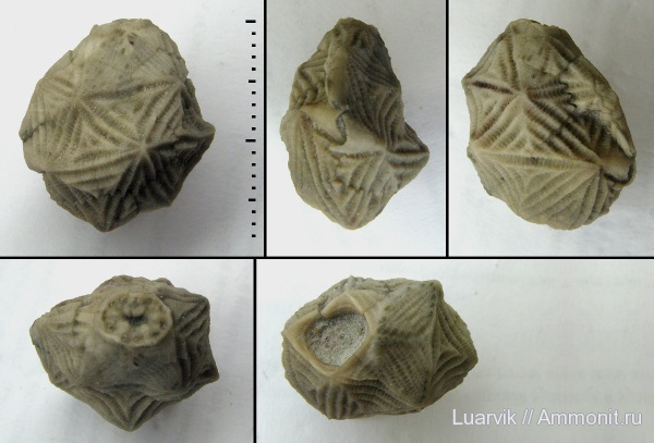 Echinoencrinites, Cystoidea, Rhombifera