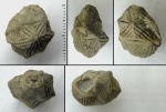 Echinoencrinites reticulatus Jaekel, 1899 Echinoencrinites reticulatus Jaekel, 1899