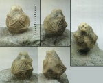 Echinoencrinites reticulatus Jaekel, 1899 Echinoencrinites reticulatus Jaekel, 1899