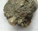 Ихнофоссилия с Echinoencrinites reticulatus Ихнофоссилия с Echinoencrinites reticulatus