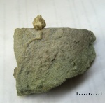 Echinoencrinites reticulatus spec. juv. Echinoencrinites reticulatus spec. juv.