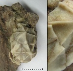 Cheirocystis radiatus Jaekel, 1899