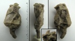 Cheirocystis cf. insignis Jaekel, 1899