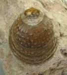 Eosiphonotreta verrucosa Eichwald, 1840