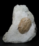Pseudobasilicus planus Balashova, 1971