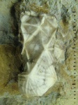 Cheirocystis sp.