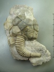 Cheirocrinus sp. Cheirocrinus sp.