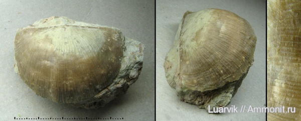 Leptelloidea