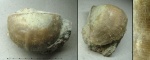 Leptelloidea ex gr. leptelloides Becker, 1922