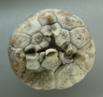 Hemicosmites cf. pyriformis von Buch, 1840