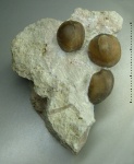 Lycophoria nucella (Dalman, 1828)