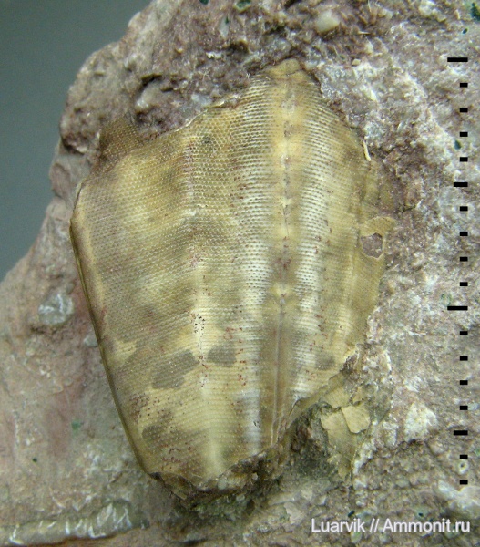 конулярии, Conularia, Scyphozoa