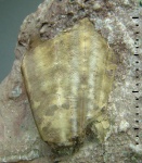 Conularia
