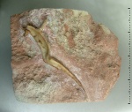 Мшанки (Dittopora sp.) на плевре трилобита