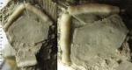 Скульптура табличек Rhipidocystis baltica