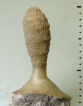 Dittopora clavaeformis Dybowski, 1877 Dittopora clavaeformis Dybowski, 1877
