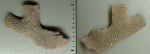 Prophyllodictya intermedia Gorjunova, 1987