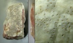 Diploporita (вероятно, Mesocystis pusireffskiy (Hoffman, 1866))