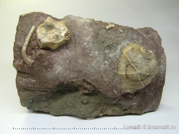 Echinoencrinites, Cystoidea, Rhombifera, Cheirocrinidae, Homocystites
