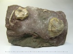 Homocystites insignis и Echinoencrinites reticulatus