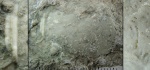 Mesocystis pusirefskii (Hoffman, 1866)